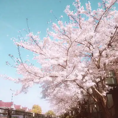 真的要复读吗我劝你慎重