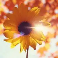 微信头像花草风景图片微信头像图片大全