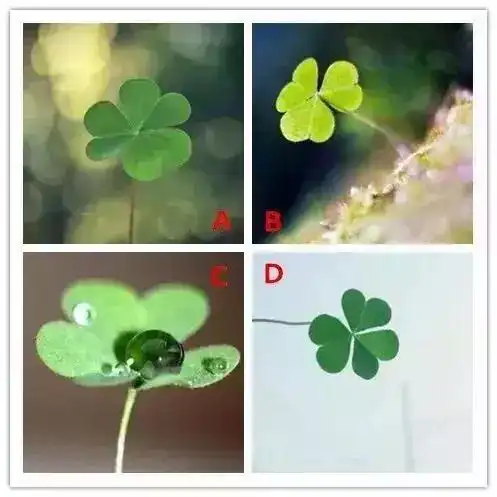 4棵三叶草你会想要哪棵测你下个月的好运指数