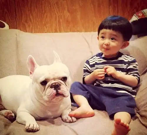 它是最适合小孩子的陪伴犬,丑萌的外表下是一颗特别特别暖的心