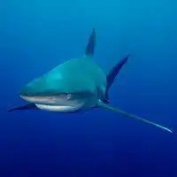 鲨鱼头像图片卡通海洋鲨鱼头像图片