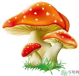 吃蘑菇可以喝酒吗吃蘑菇喝酒会中毒吗