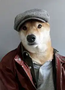 影帝宠物猫不爽猫身价6亿pk时尚界新宠儿男装狗模