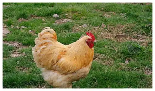 112岁高僧说了69年生肖鸡12月初要大难临头,能躲过后福无穷