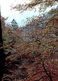 森林树木景色茂密树林山林青山绿树图片素材模板下载1.73mb其他大全标志丨符号