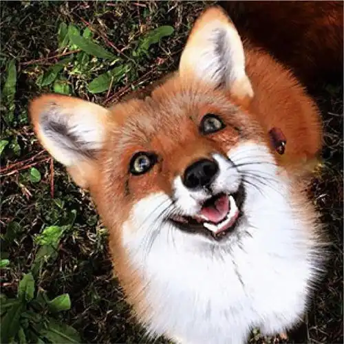 头像包里的动物们,沙雕搞笑可爱超萌的都来凑热闹