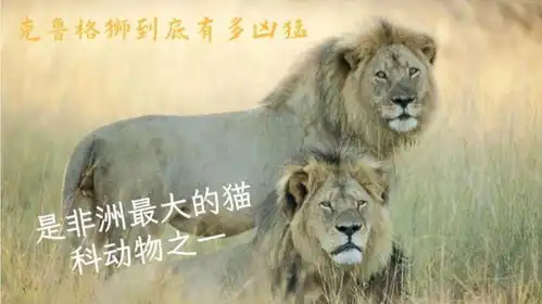 揭秘克鲁格狮到底有多凶猛