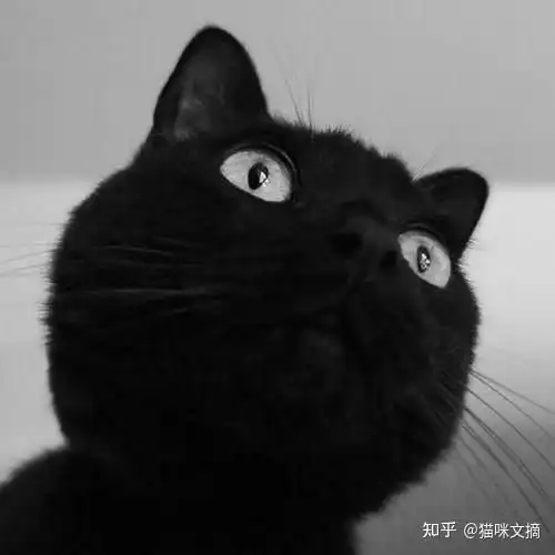 猫咪上火怎么办猫咪上火有什么症状表现