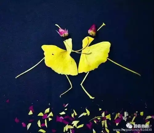 会作画的银杏叶,为你演绎出最美的冬天