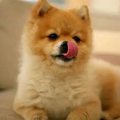 很可爱的狗头像萌萌哒超级可爱狗宝宝图片