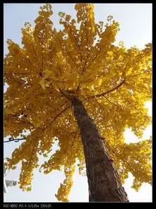 秋色之旅钓鱼台银杏超多美图,与你分享