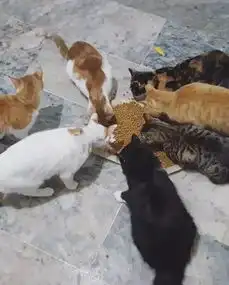 一个男人和9只猫的故事