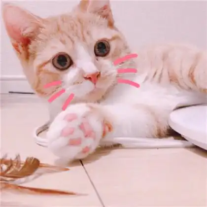 可爱萌猫情侣头像,命里有时终需有不要在意