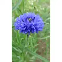 西瓜种子图片种子行业中国供应商