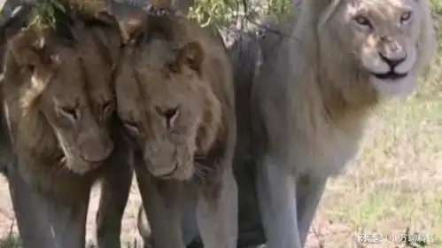 今天伯明翰仨兄弟雄狮联盟,南非克鲁格恩萨拉白狮子雷欧狮王