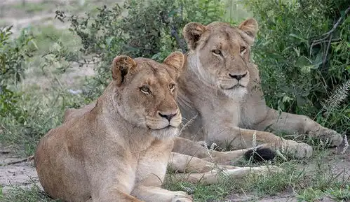 时过境迁大克鲁格的狮子联盟,有些还健在,有些已成传奇