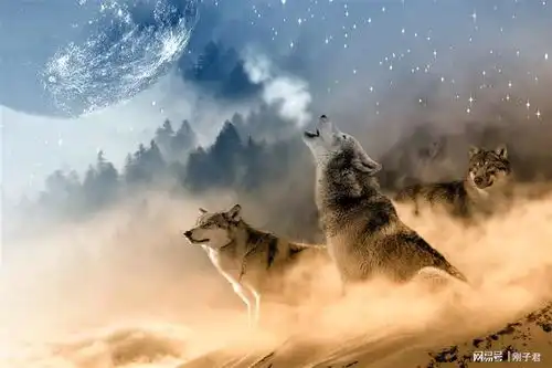 同样是养狗,为什么农村土狗很少伤人养狗的方法有所不同