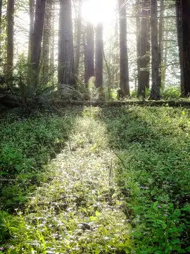 森林图片图源免费点击来源直接获取大图文件俄勒冈州夏季森林地面上的阳光和紫罗兰摄影竖幅森林高清大图