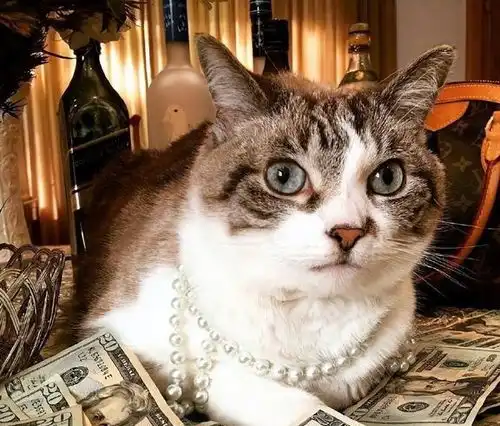 再一次劝告养猫有这10个害处,不要轻易饲养