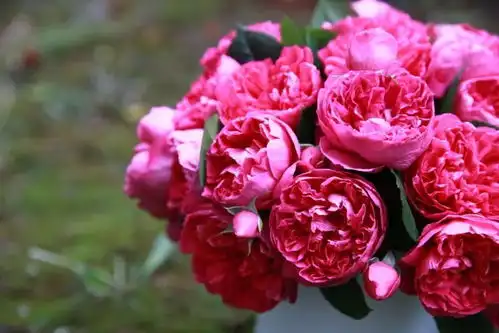 唤作蔻丹的月季,应该有怎样的风情