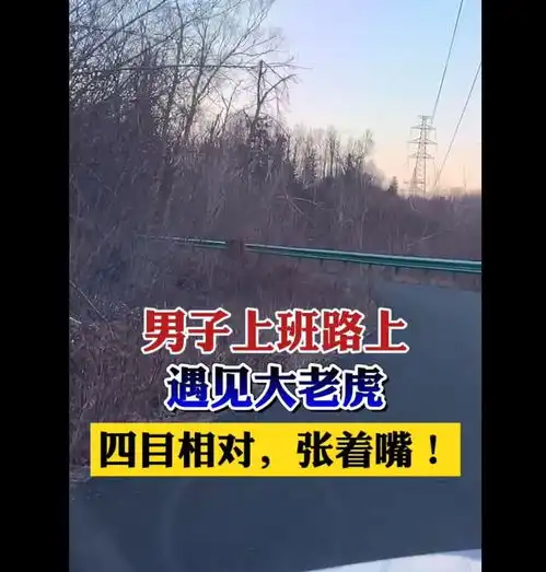 拦路虎出现男子上班途中遇到东北虎,四目相对,事后表示很得劲
