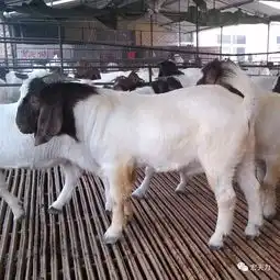 秋季肉羊育肥要点及饲养管理