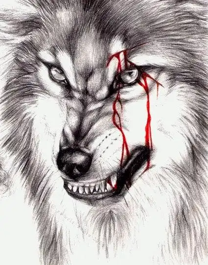 我想找一张图片一条狼孤单的狼身体守着伤留着血在盯着远方