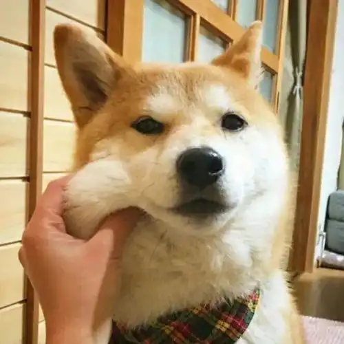 宠物头像幸好你给的失望够多,我的离开也算值得