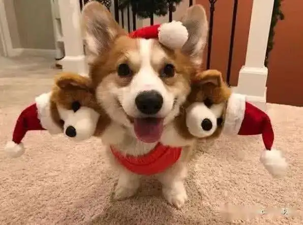 给柯基买的狗头娃娃,小短腿以为是它的娃,只是主人不按套路出牌