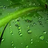 手机微信绿色护眼图片微信头像图片大全