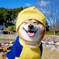 搞笑柴犬头像搞笑的柴犬狗头像