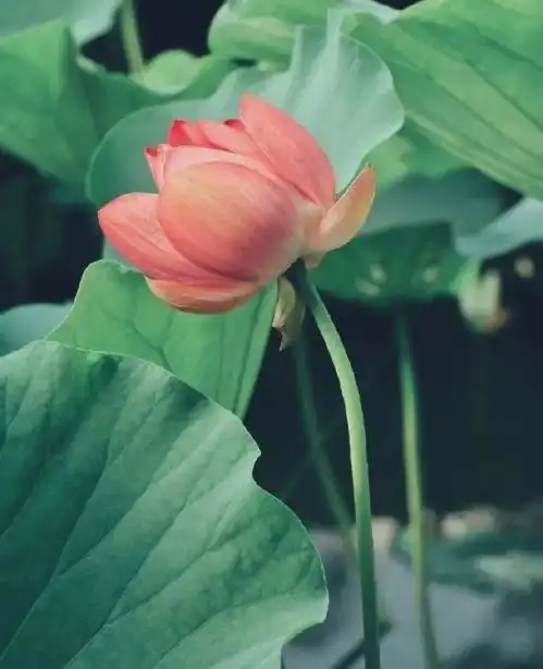 经典有深度的佛语句子,句句让人大彻大悟