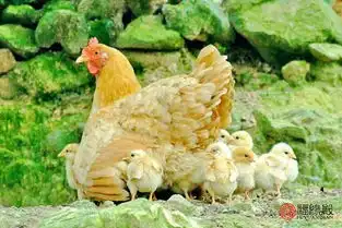 属鸡的生肖配对