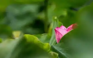 六十六句佛语,过目增福,记住终生受用