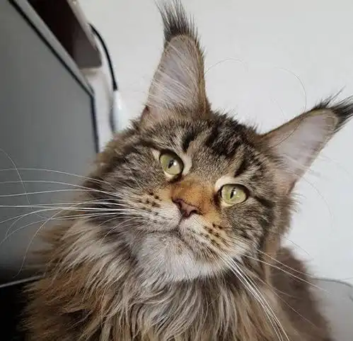 被忽悠养了缅因猫,不到6个月,就开始后悔了