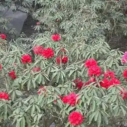 百里杜鹃风景区门票,毕节百里杜鹃风景区攻略地址图片门票价格