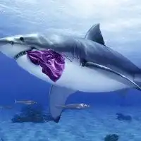 鲨鱼头像图片卡通海洋鲨鱼头像图片