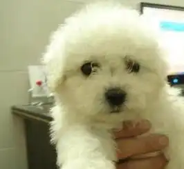 法国卷毛比熊幼犬出售自家养殖超萌卡哇伊公母都有来家挑选