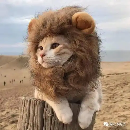 猫这么打扮才更好看....