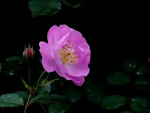 12生肖出轨的理由,属牛女是因为老公对她不好才出轨