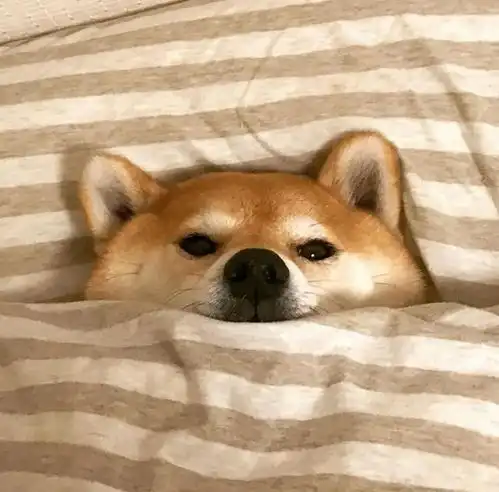 独居女孩买下北京50㎡,变鸡肋为宝藏装下大客厅家政间三分离