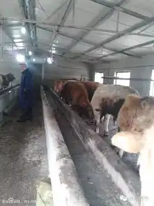 养牛创业路漫漫兮