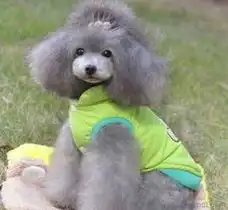 马甲衣服供应信息马甲衣服批发马甲衣服价格找马甲衣服产品上淘金地