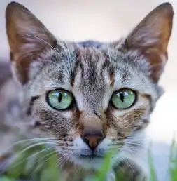 男人和女人分手后