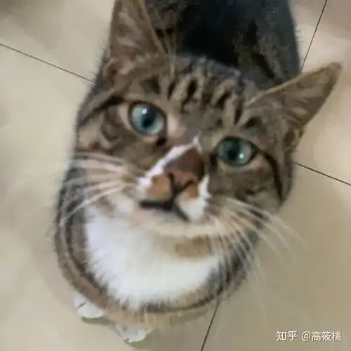 请大家判断一下这是美短白起司还是狸花猫
