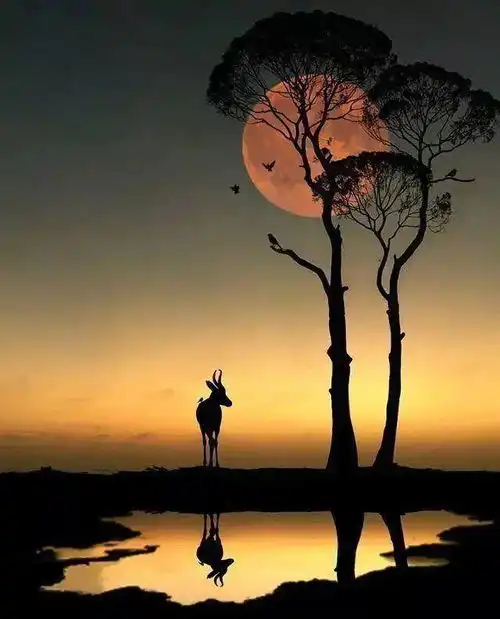 美文选粹紫丁香丨深的夜