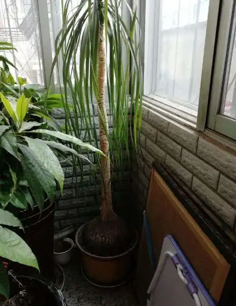 有4种盆栽,1个月不给它们浇水,反而根系健康,生长得更旺盛