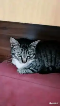 超粘人的小狸花猫找领养