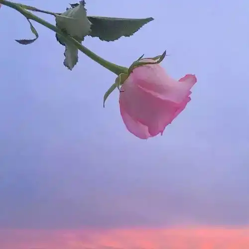 个性头像玫瑰花物语