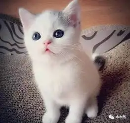 揭开一个千年之谜男人不能养猫,女人不能养狗